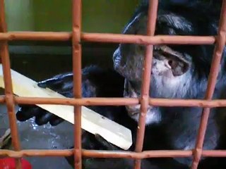 Chimpanzees at sanctuary with raisin boards
