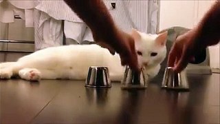 Funny Cat Brilliant Playing