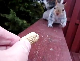 A squirrel hesitates to take a peanut... in slow motion