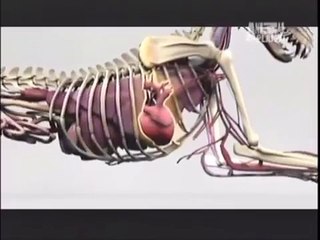 SALUKI - ABC CANINO - 101 DOGS - ESPAÑOL