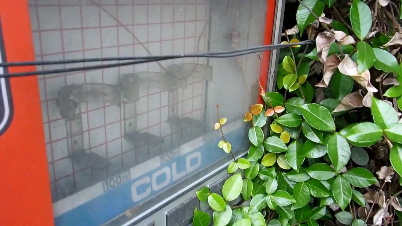Saddest Vending Machine in Japan!