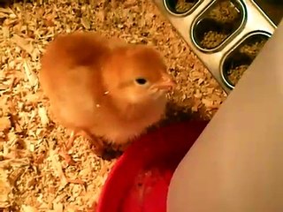 Baby Chicks 1 week old