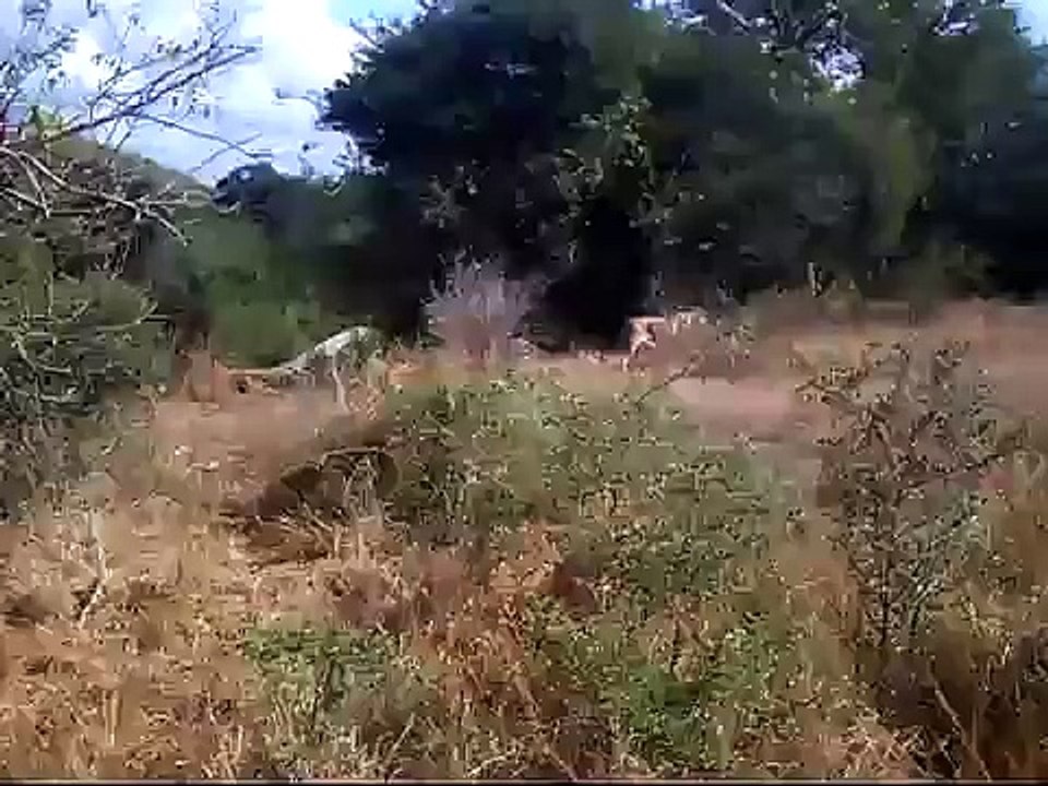 Lioness lions and pride kruger park scary moment