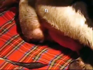 Great Dane Giving Birth