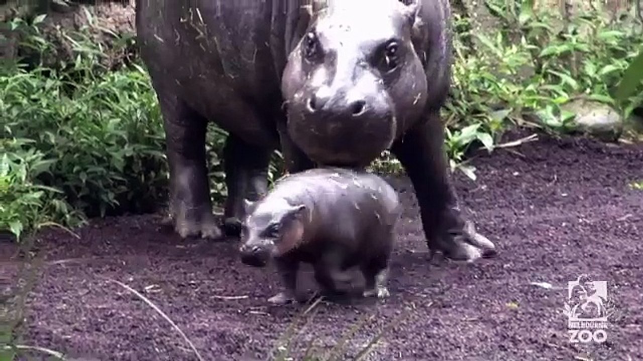 Les premières brasses d'Obi l'hippopotame nain
