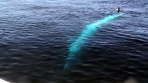 Blue Whale thinks he is in JAWS! Dana Point Whale Watching - Dana Wharf