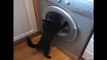 Cat Amazed By Dryer