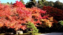 Zen Gardens of Kyoto: Autumn Colors 【HD】