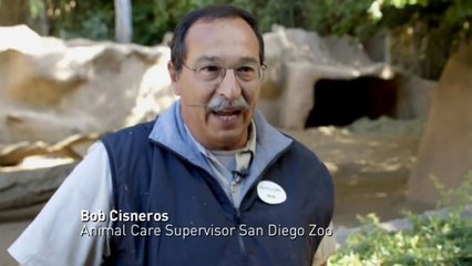 Baby Visayan warty piglets get used to their new home in San Diego Zoo