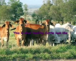 Animal Cruelty at "Mataranka" Station, Northern Territory.