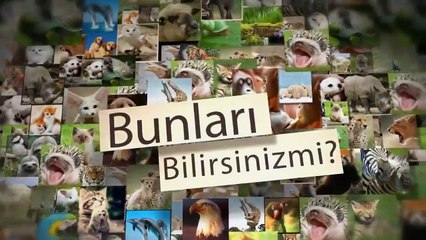 Səhra əqrəbinin ovlanma metodu