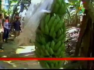 Masacre de las bananeras