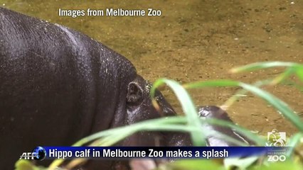 Hippo calf in Melbourne Zoo makes a splash