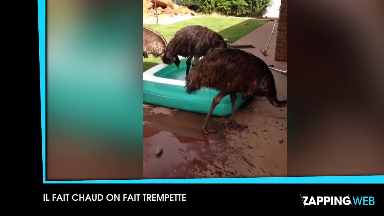 Grand écart avec 45kg à bout de bras, un chien fait du toboggan, decouvrez le zap du jour