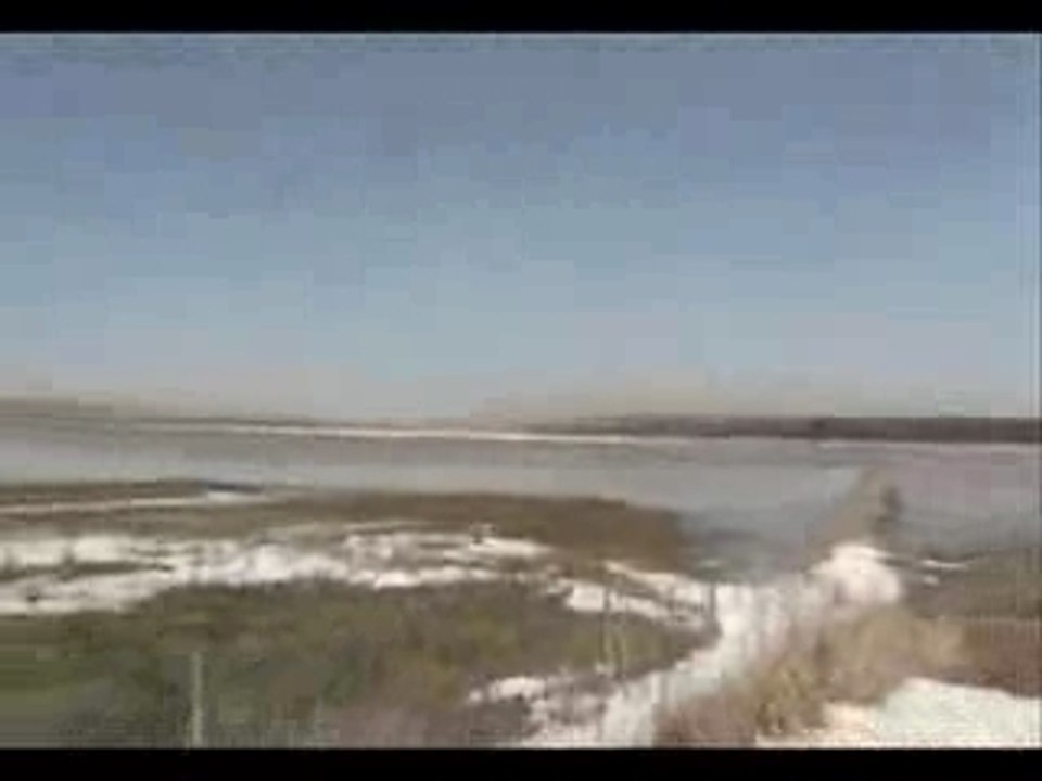 Oies blanches  4