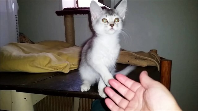 chatons Somalis black silver disponibles, ils ont trois mois, chez Waldo's Sweet Lullaby, chatterie familiale