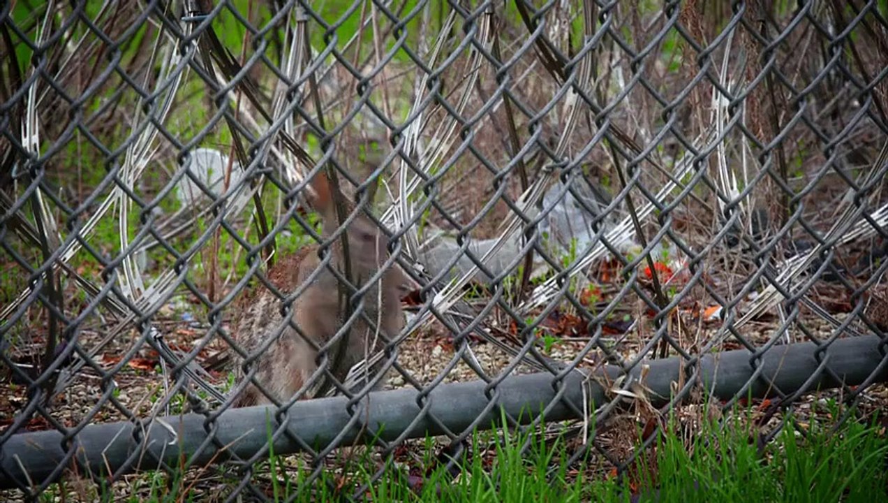 Panorama S62E24 Bedlam Behind Bars