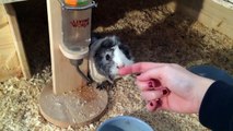 How to Tame Your Guinea Pig | 8 Easy Tips for Taming Guinea Pigs