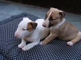 Bull Terrier filhotes a venda - Puppies for sale - Filhotes On Line BH