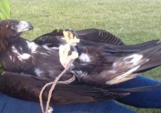 Golden Eagle Likes to Be Petted