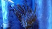 Feeding My Anemone with silversides reef aquarium