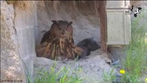 Fantastisk video: Stor hornugle sluger hel rotte - Horned owl swallows rats whole