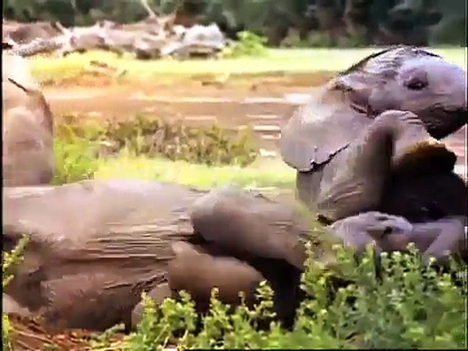 Wild Animal Safari Discovery Kit_ First Look Video - Baby Einstein