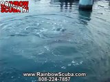 Hawaiian Monk seals in Honolulu, Hawaii