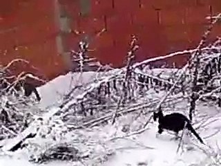 Documental gatos en Villamalea