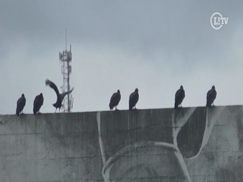 Com 'platéia de urubus', Timão treina antes de clássico com o Santos