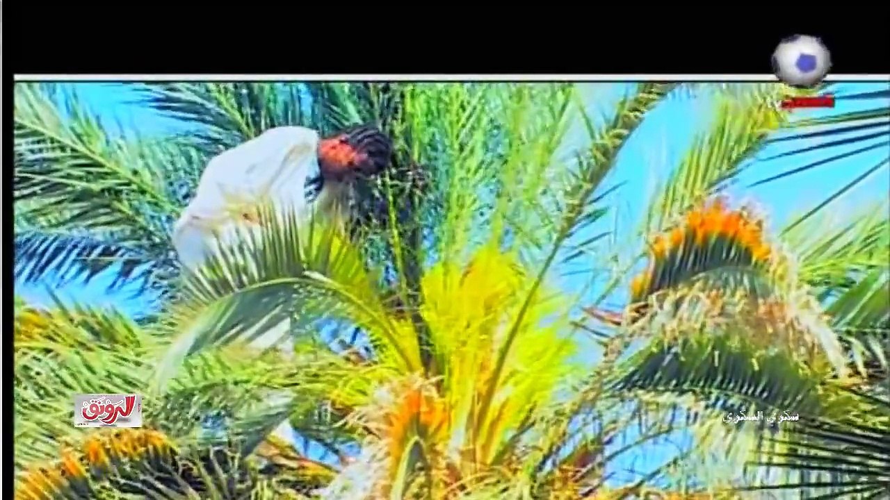 تلقيح النخيل في شمال السودان