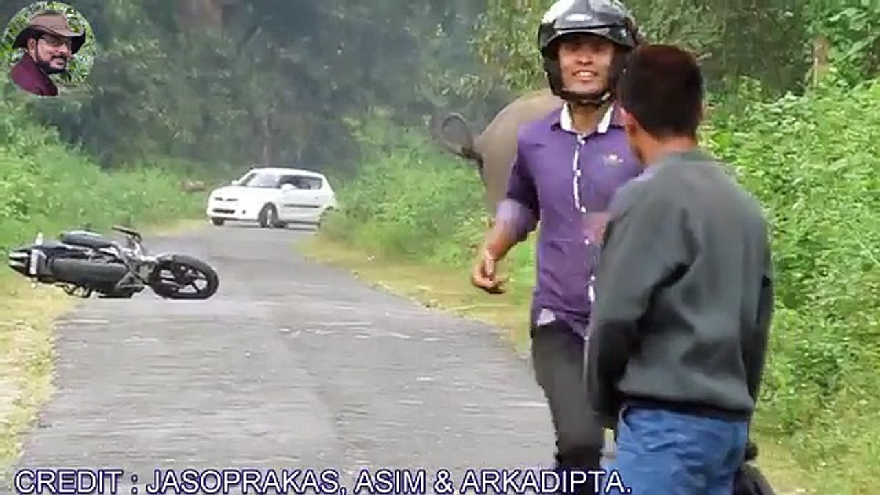 Elephent Chasing Bike Rider.