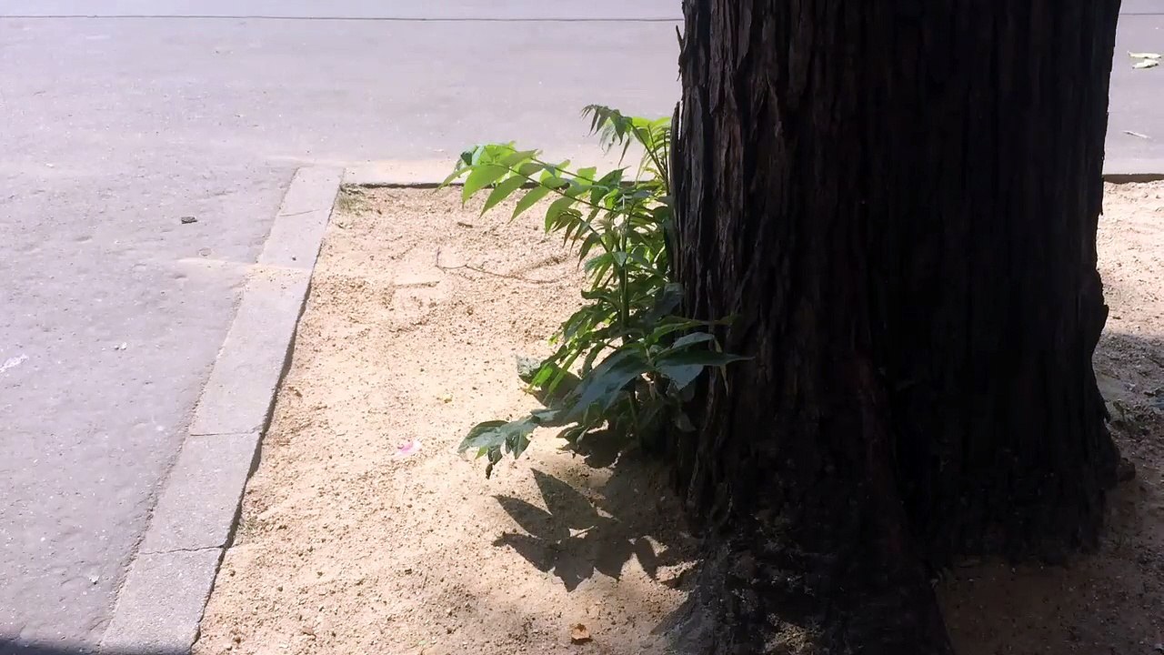 video 2