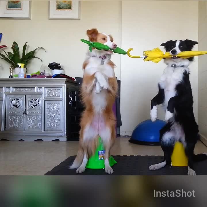 Two dogs perform heart-warming umbrella trick