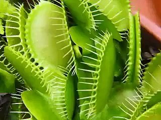 Venus Flytrap in Action