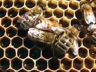 Bees and Honey