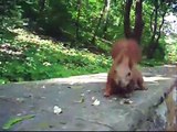 Wounded Red Squirrel