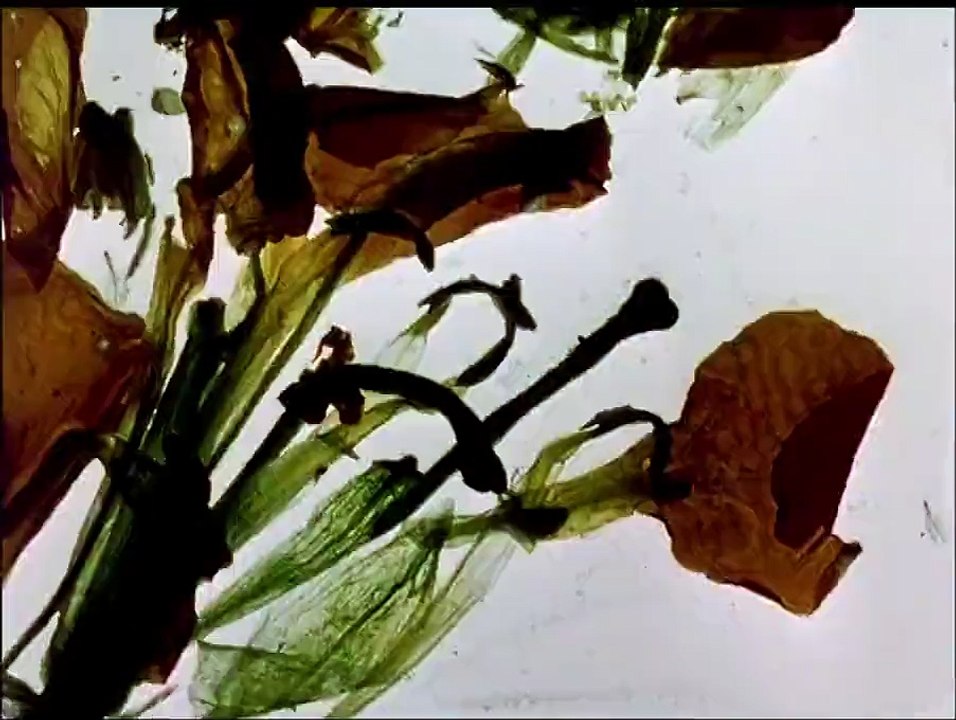 The Garden of Earthly Delights