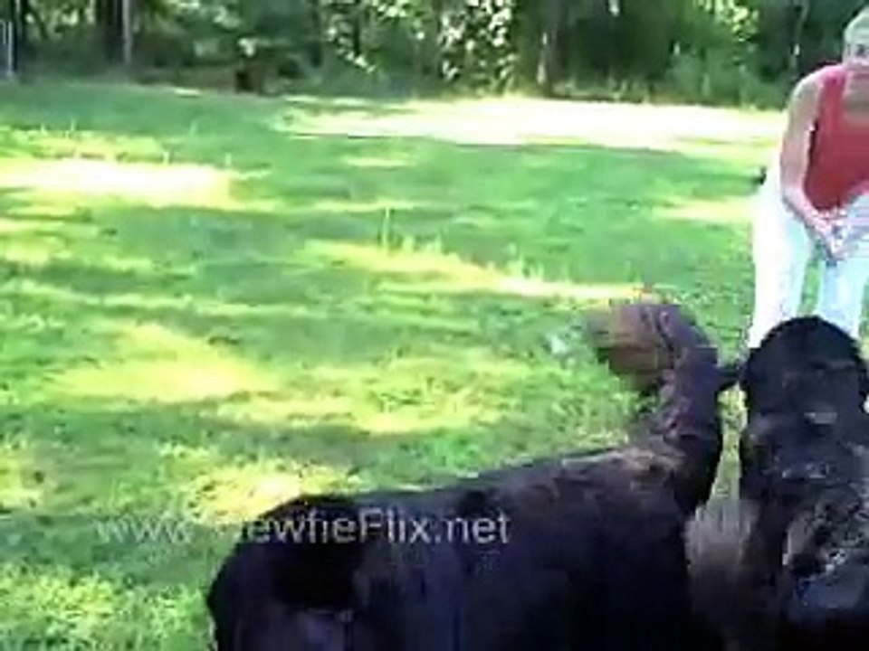 Newfoundland Introductions