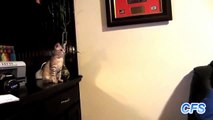 Funny Cats Jumping and Bath Fails Compilation