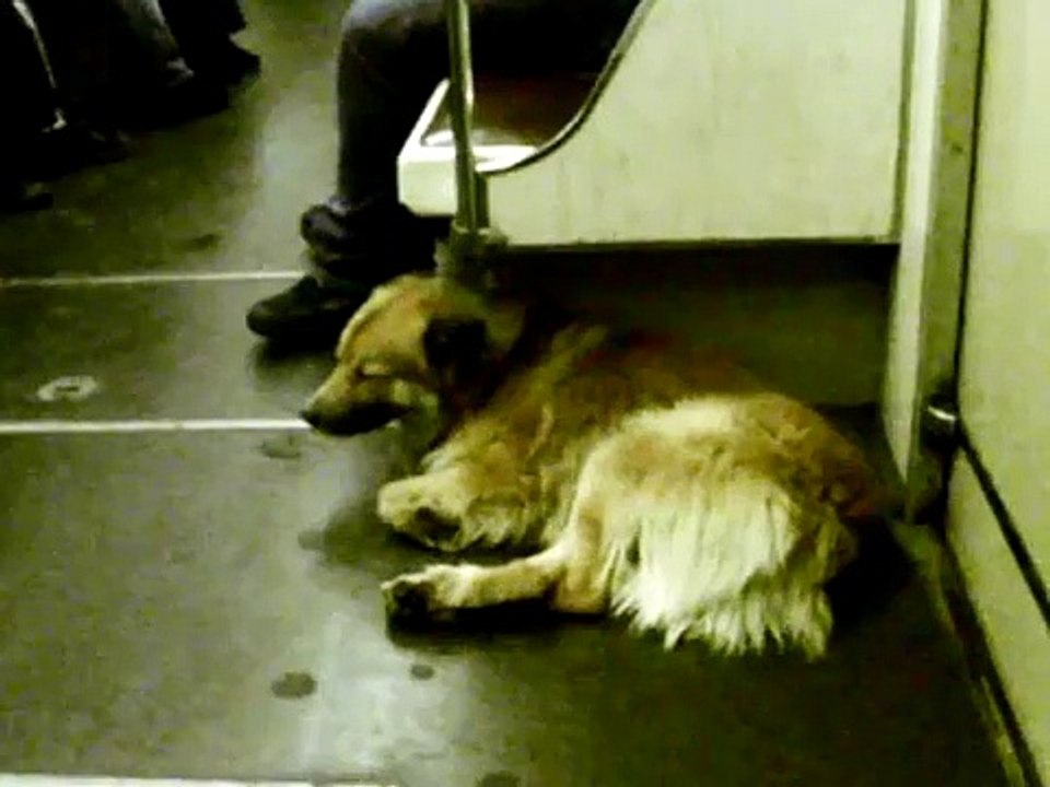 An Urban Dog