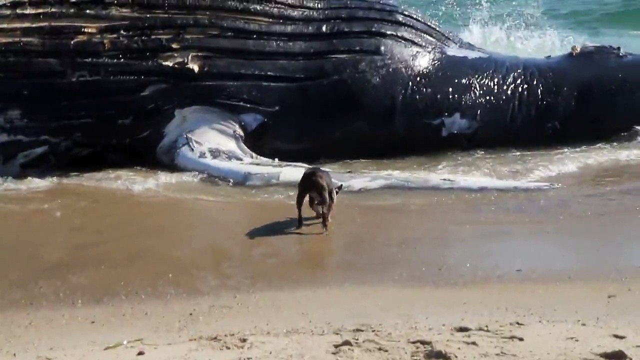 Dead humpback whale in Nantucket, MA