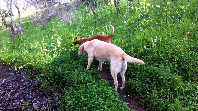 Cobbler Creek Dogs Hungarian Vizsla and Labrador