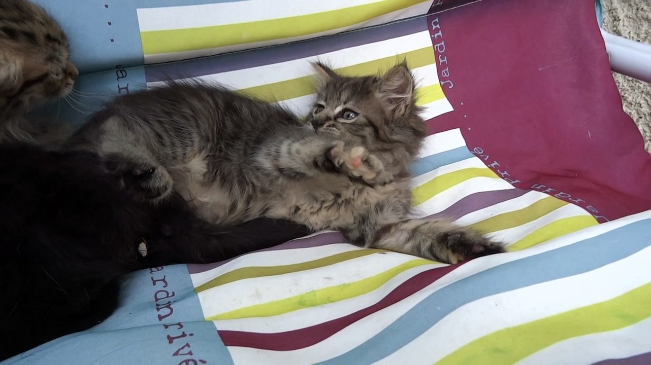 CHATONS MAINE COON