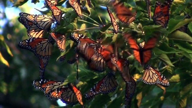 Transitions: Vantage Lenses