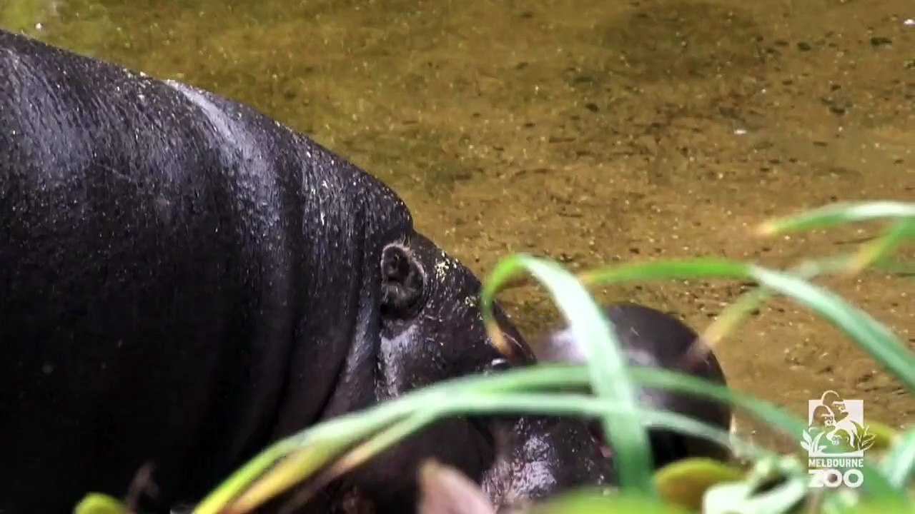 Obi niedlich: Zwergflusspferd-Baby entdeckt das Schwimmen