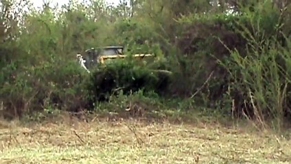 skid steer brush cutter from brushmonster.com