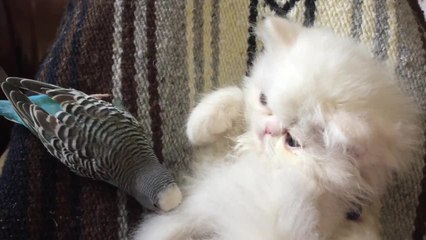 White Persian kitten interacts with friendly parrot