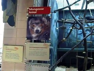 Mongoose Lemur at the Philadelphia Zoo rare animal house