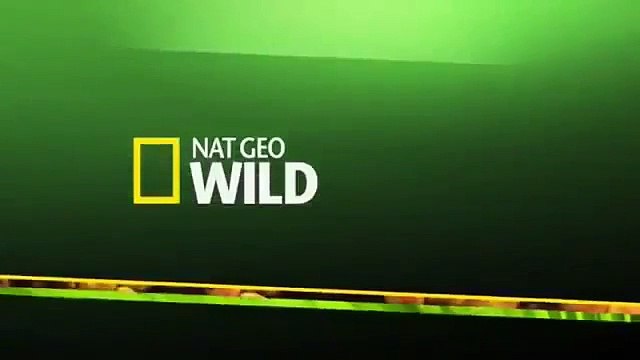 Crocodile vs Anaconda Crocodile Attacks Anaconda National Geographic Wild & Discovery Chan